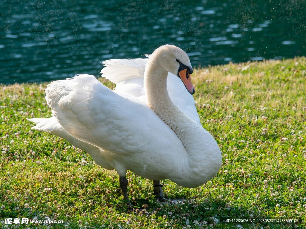 草地上优雅的白天鹅