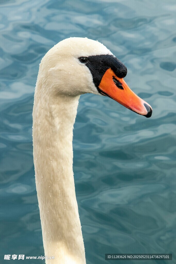优雅天鹅特写