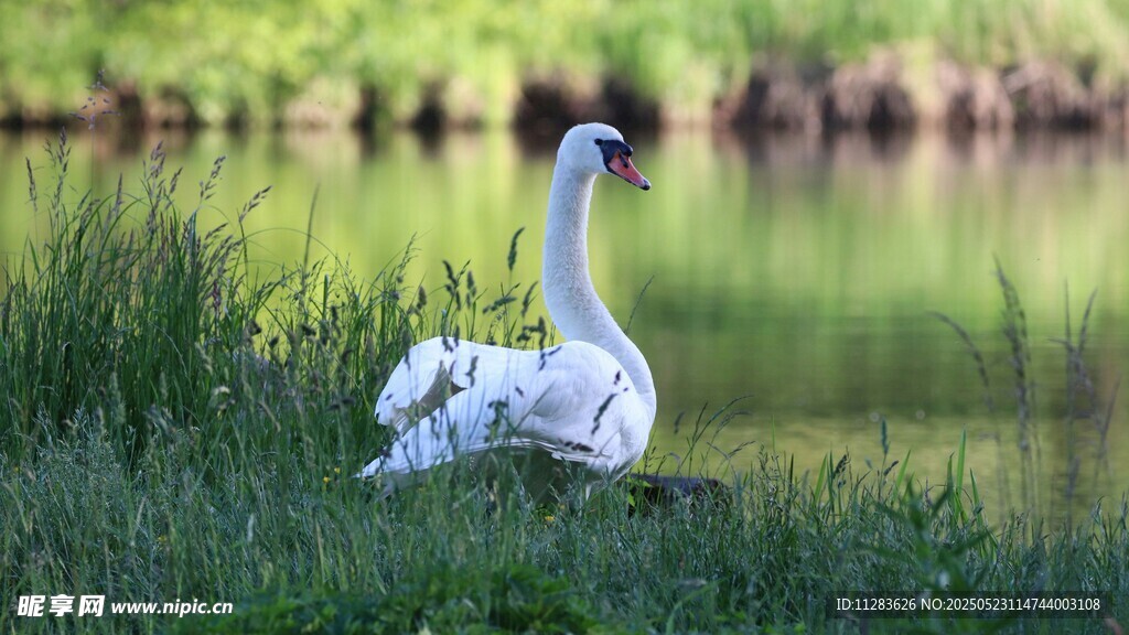 湖畔白鹅休憩