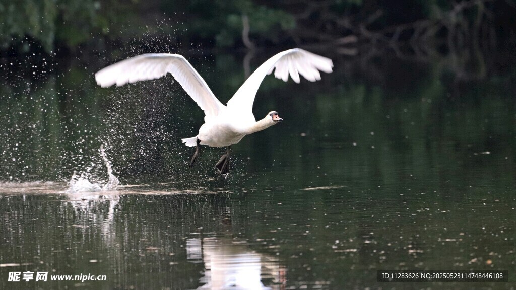 白鹭戏水湖面展灵动身姿