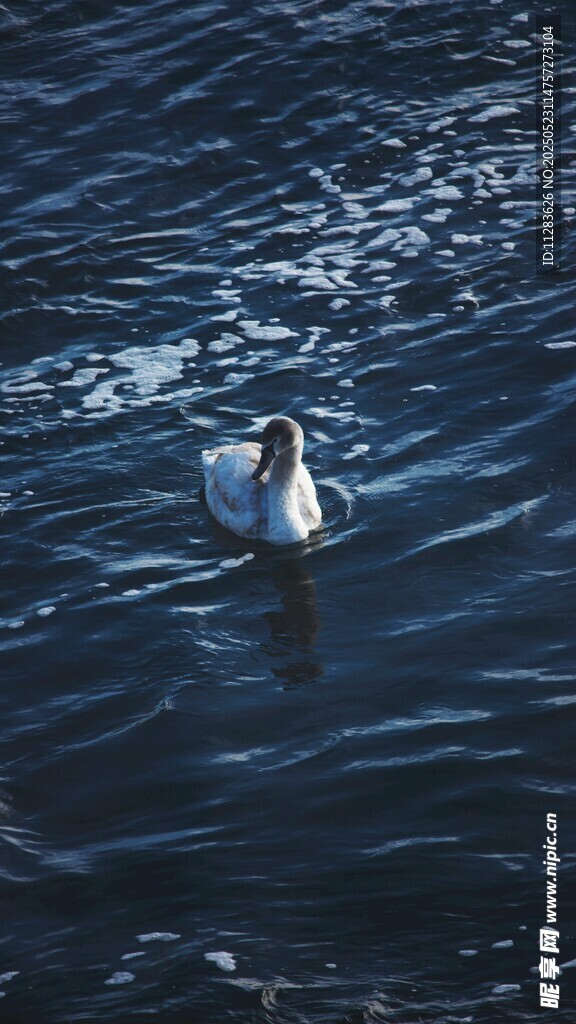 水中游弋的优雅天鹅