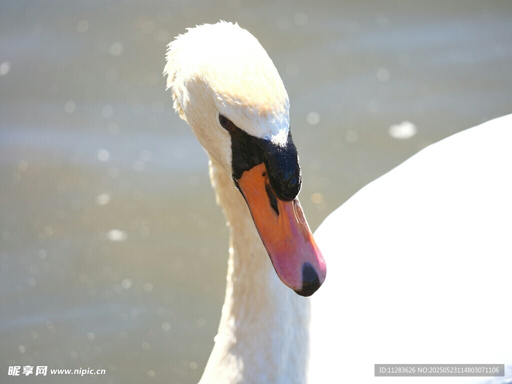 优雅天鹅水中特写