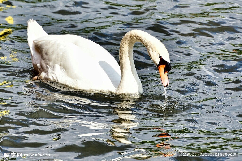 优雅天鹅水中悠然觅食