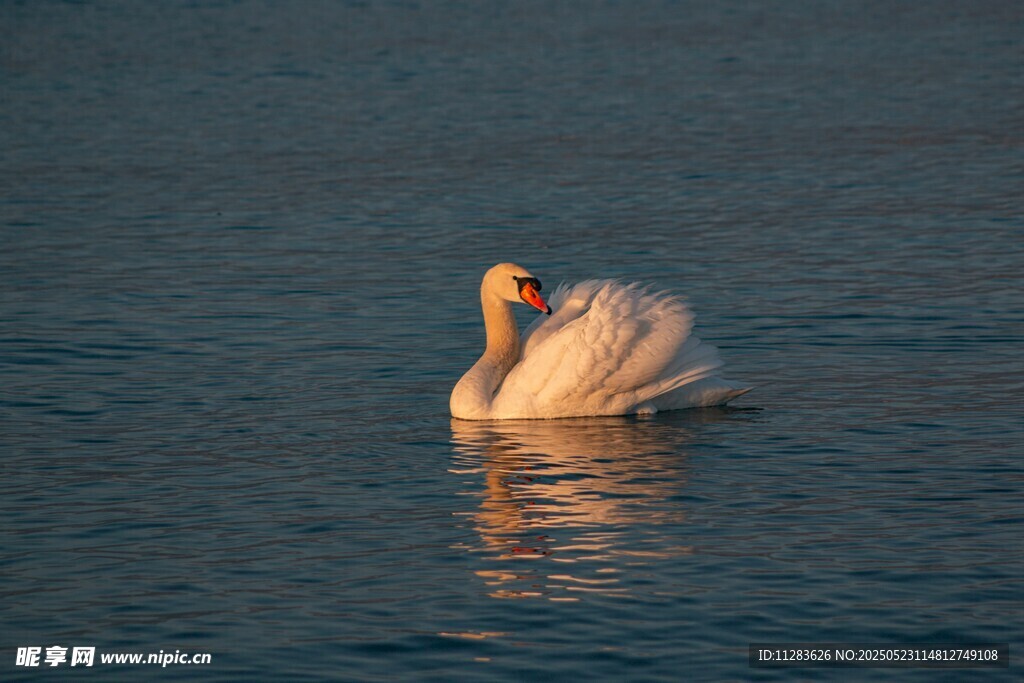 优雅天鹅于水面悠然自得