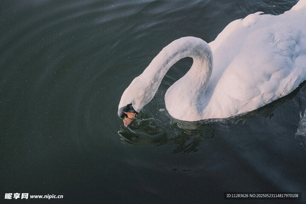 优雅天鹅水中悠然觅食