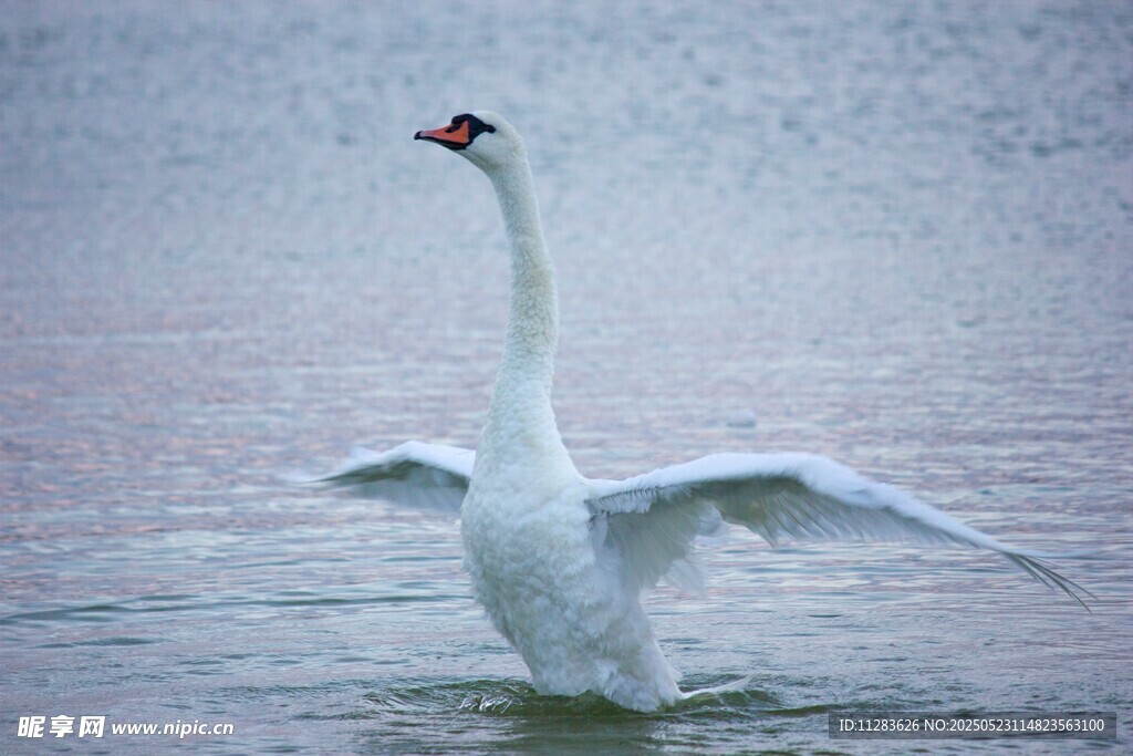 优雅天鹅于水面展翅