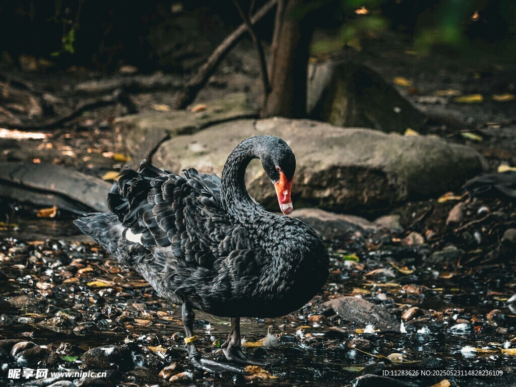 黑天鹅于林间地面休憩