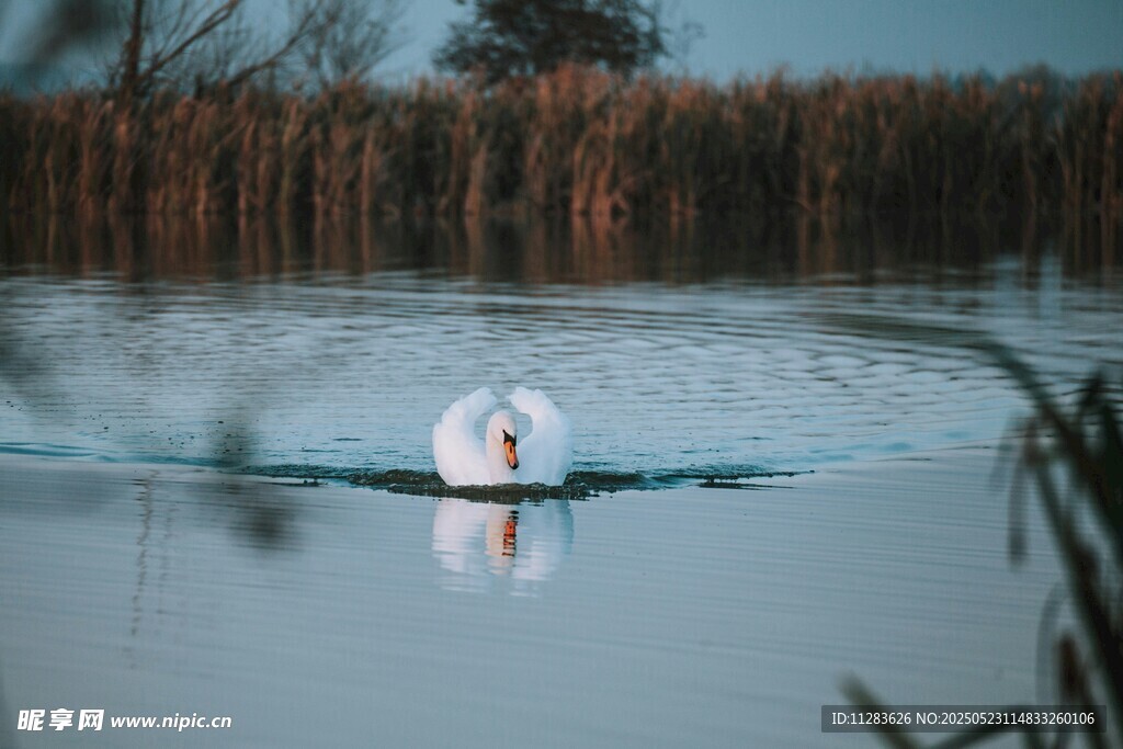 湖面上优雅的单只白天鹅