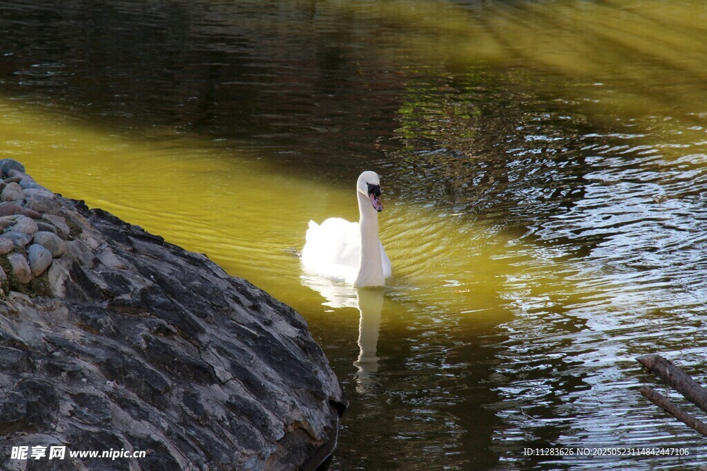 水中天鹅伴石景