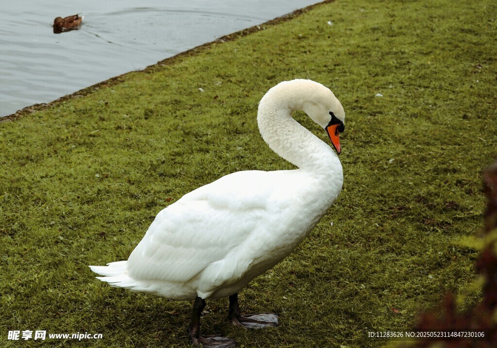 草地上的优雅白天鹅