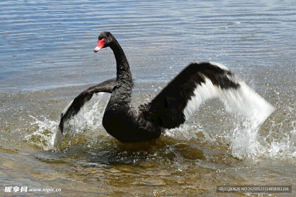 黑天鹅于水边展翅弄水