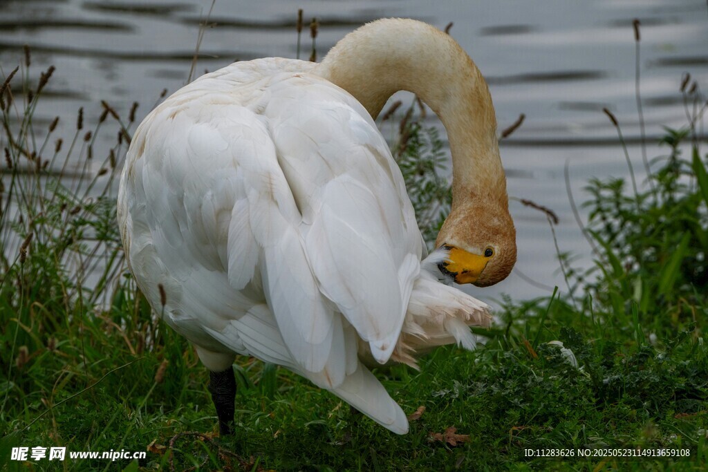 天鹅岸边梳理洁白羽毛