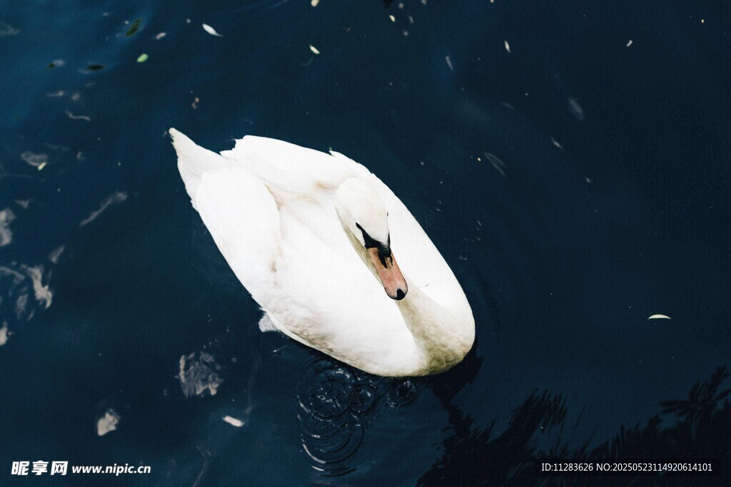 水中优雅白鹅