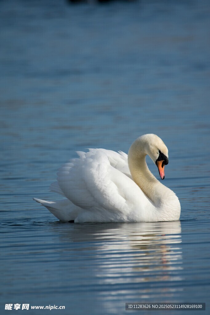 优雅天鹅水中悠然自得
