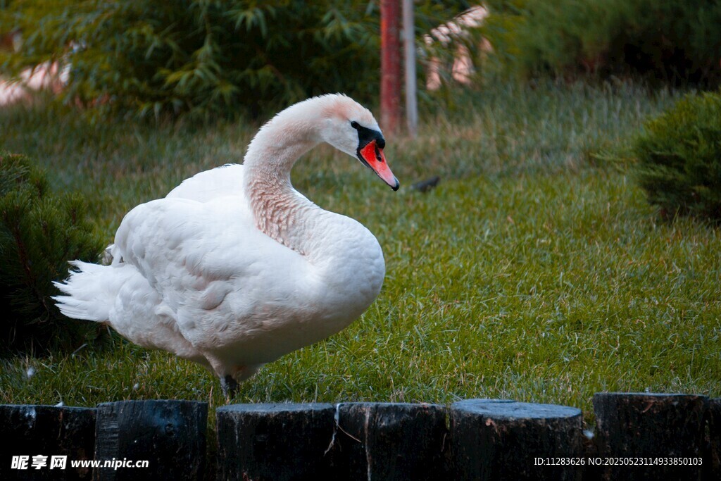 单脚站立的优雅白天鹅