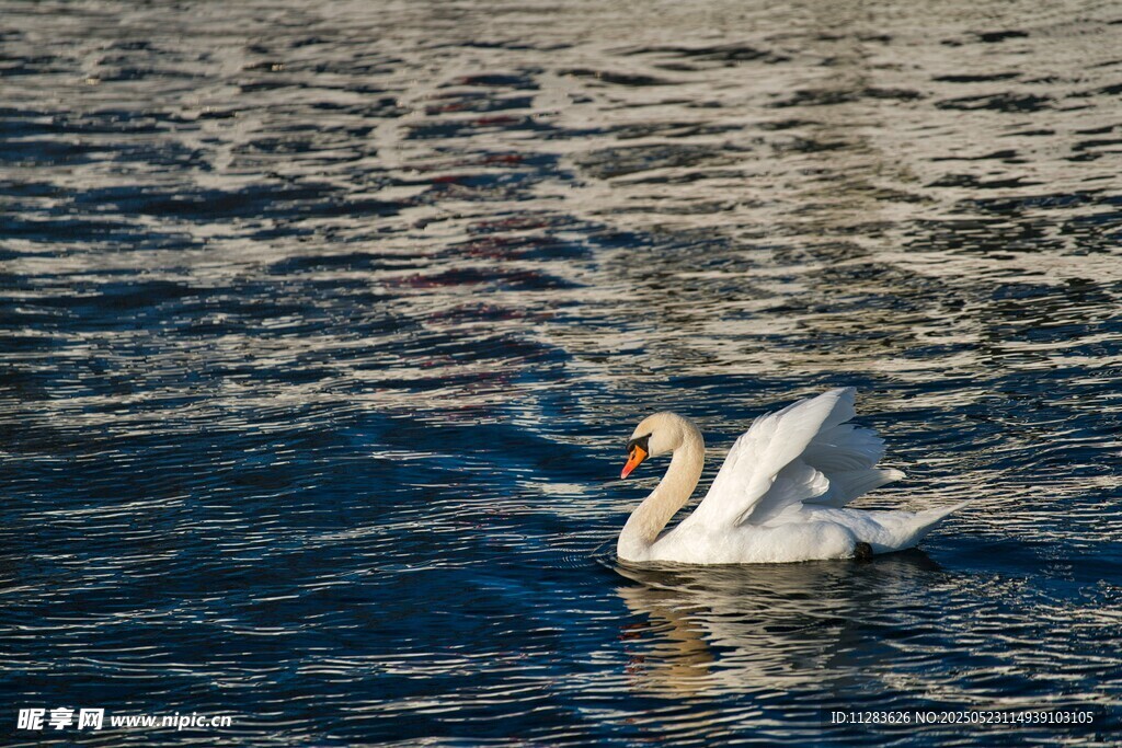 水中天鹅展翅