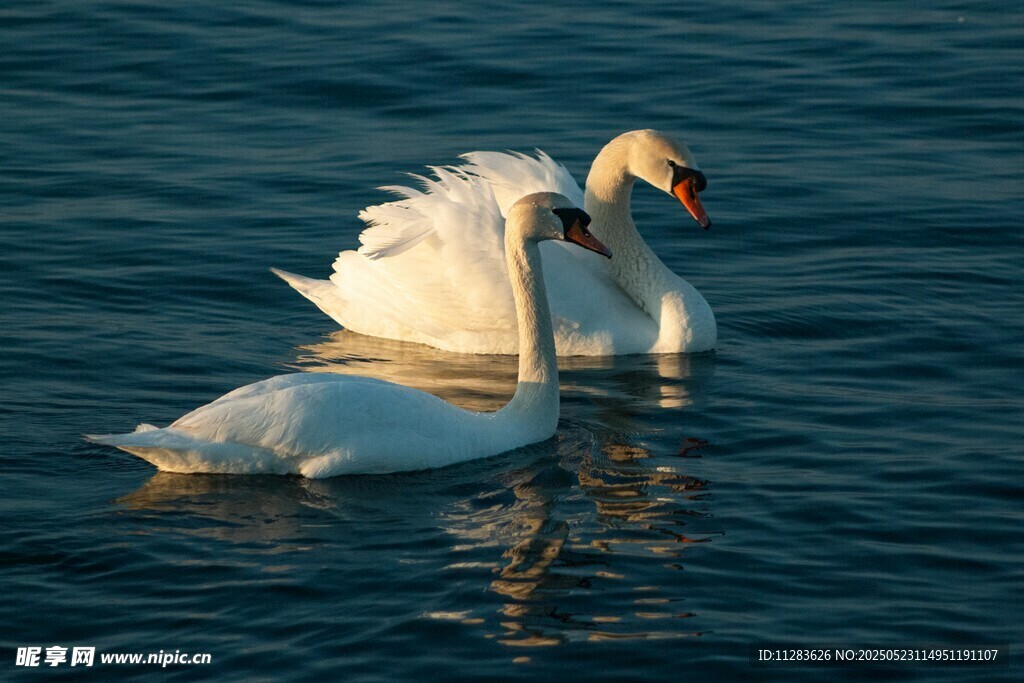 湖面上相依的两只白天鹅