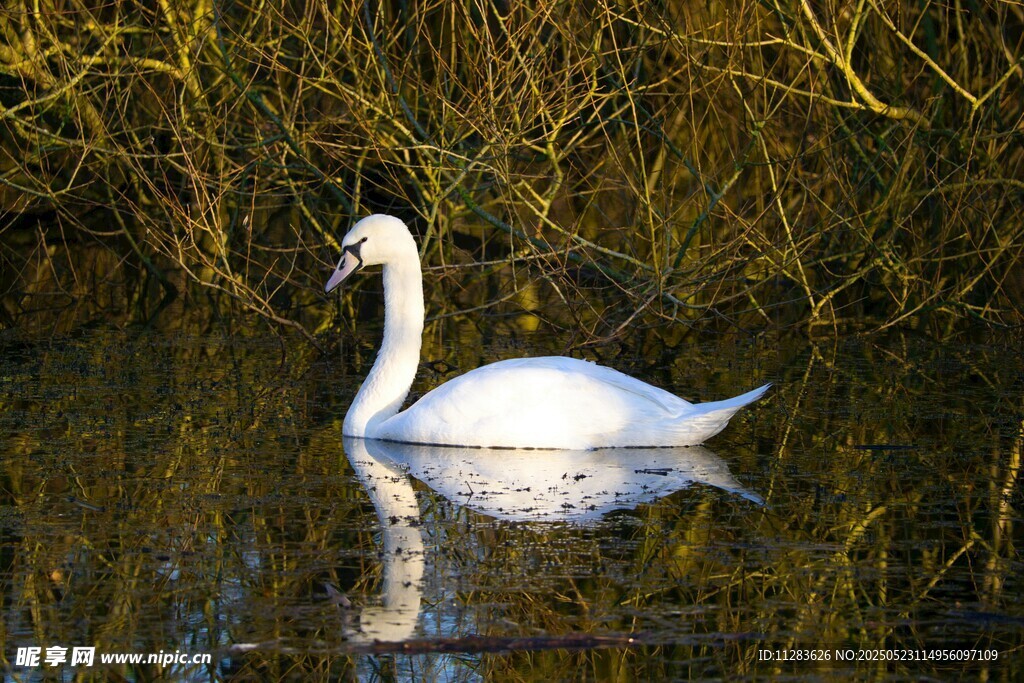 水中优雅天鹅