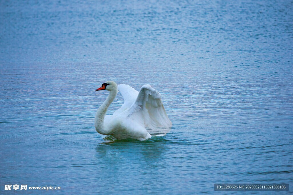 湖面上展翅的优雅白天鹅