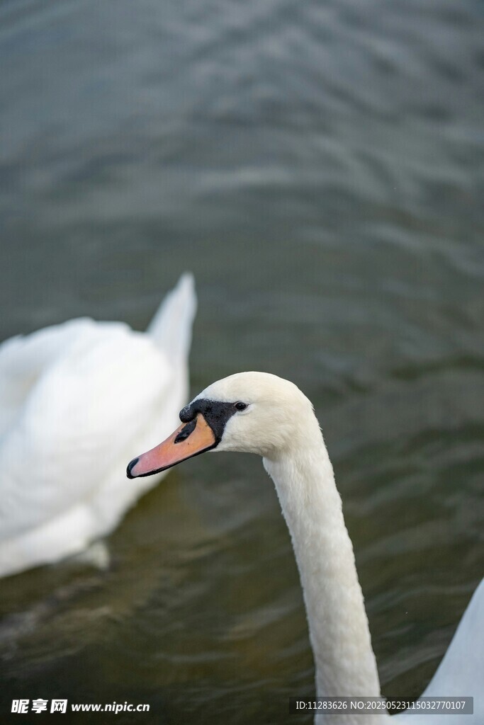 优雅天鹅水中悠然