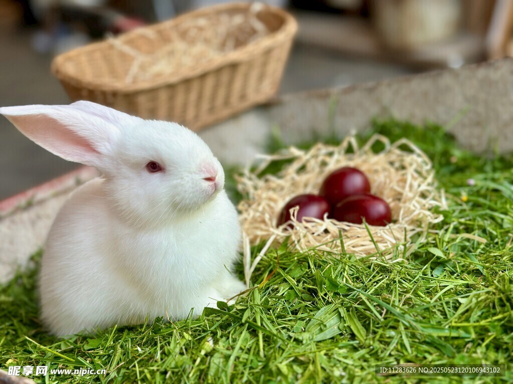 白兔伴彩蛋于绿草地上