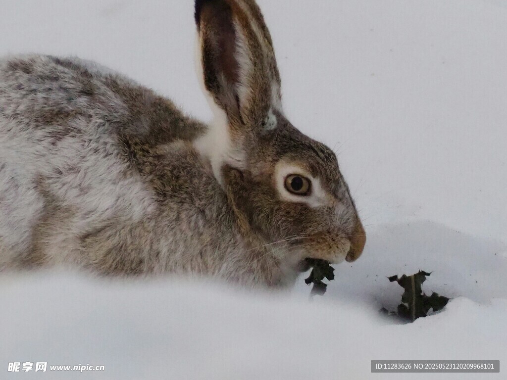 雪地中进食的野兔