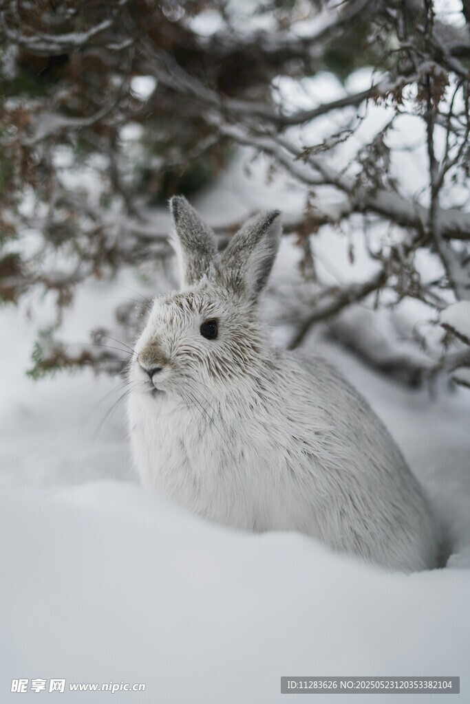 雪地中的白色野兔
