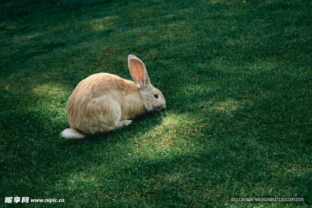 草地上休憩的可爱兔子