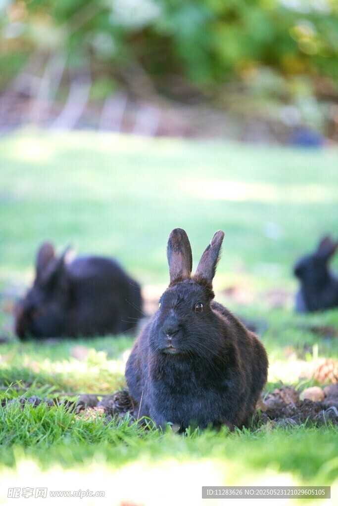 草地上的可爱黑兔子