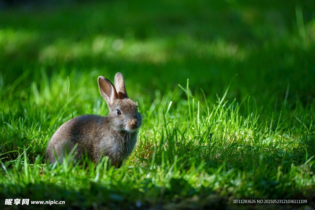 草地上的可爱小兔子