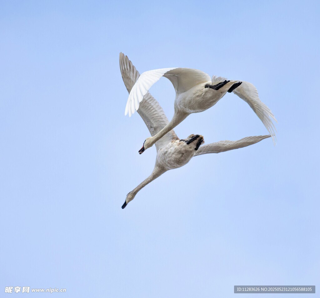 双天鹅蓝天展翅翱翔