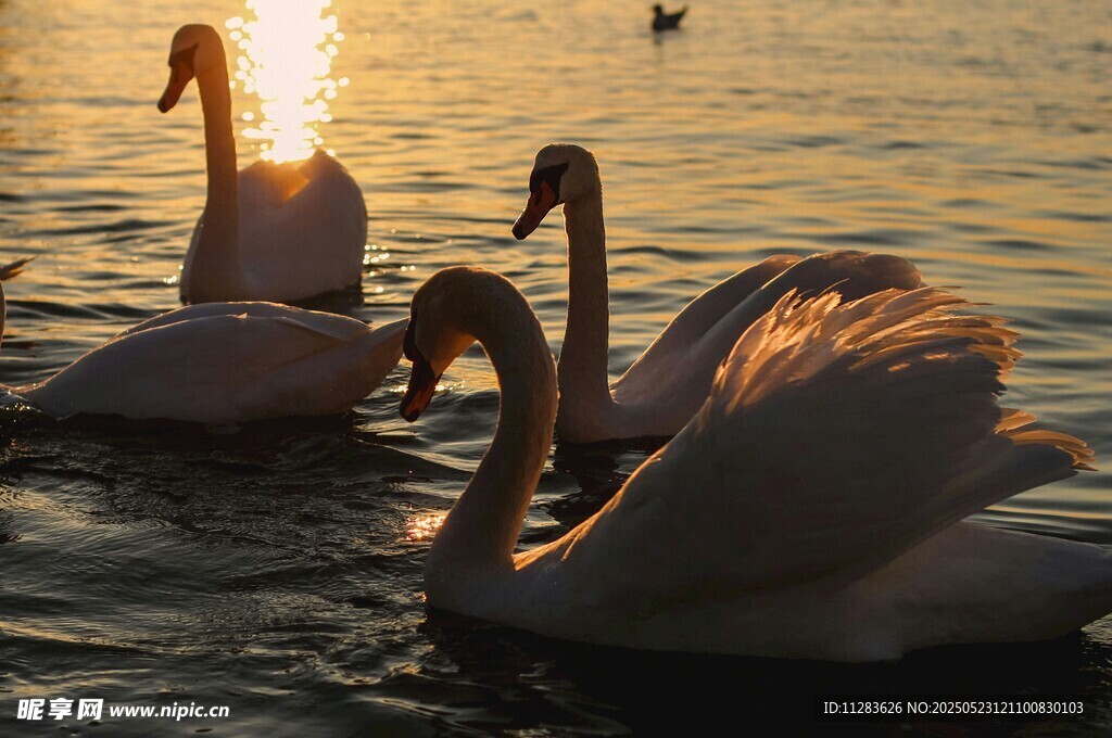 夕阳下优雅的天鹅群