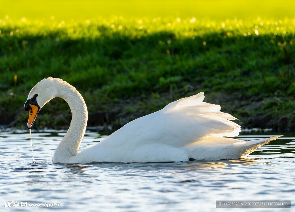 优雅天鹅水中悠然游弋