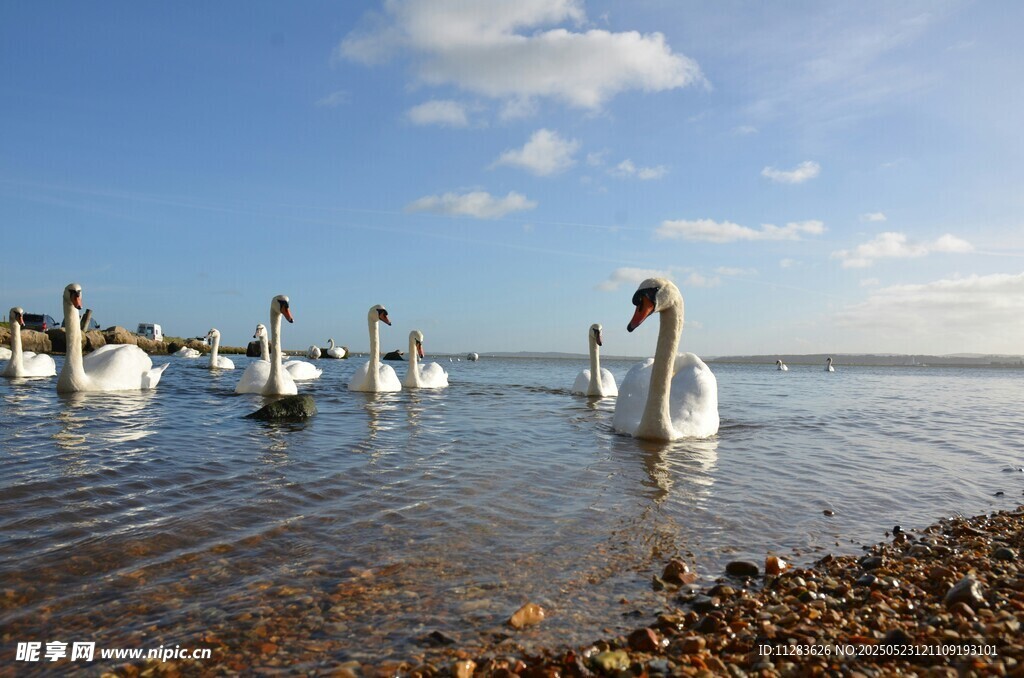 湖畔天鹅群悠然戏水
