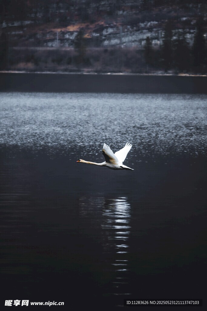 湖面上飞翔的优雅白天鹅
