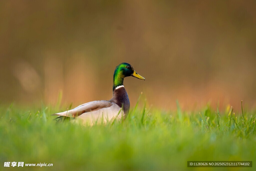 绿草地上的帅气绿头鸭