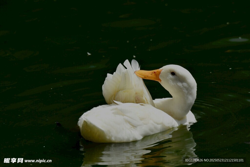 白鹅水中优雅理羽