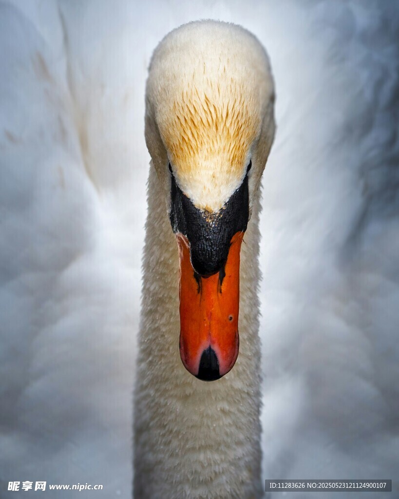 天鹅特写