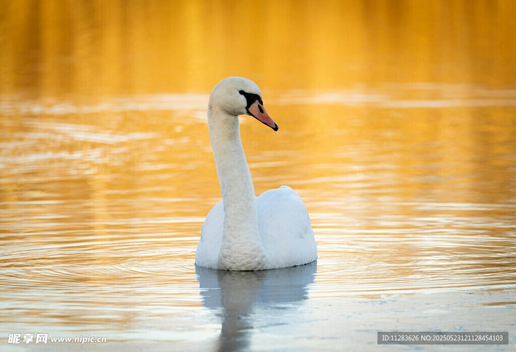湖面上优雅的白天鹅