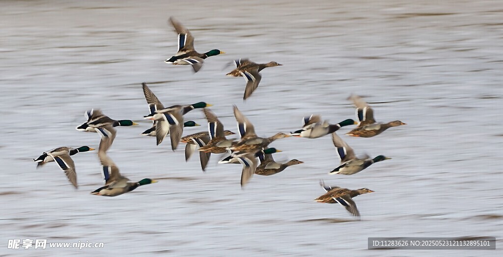 群鸟水面翱翔