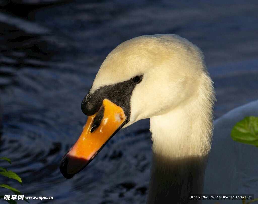 优雅天鹅特写