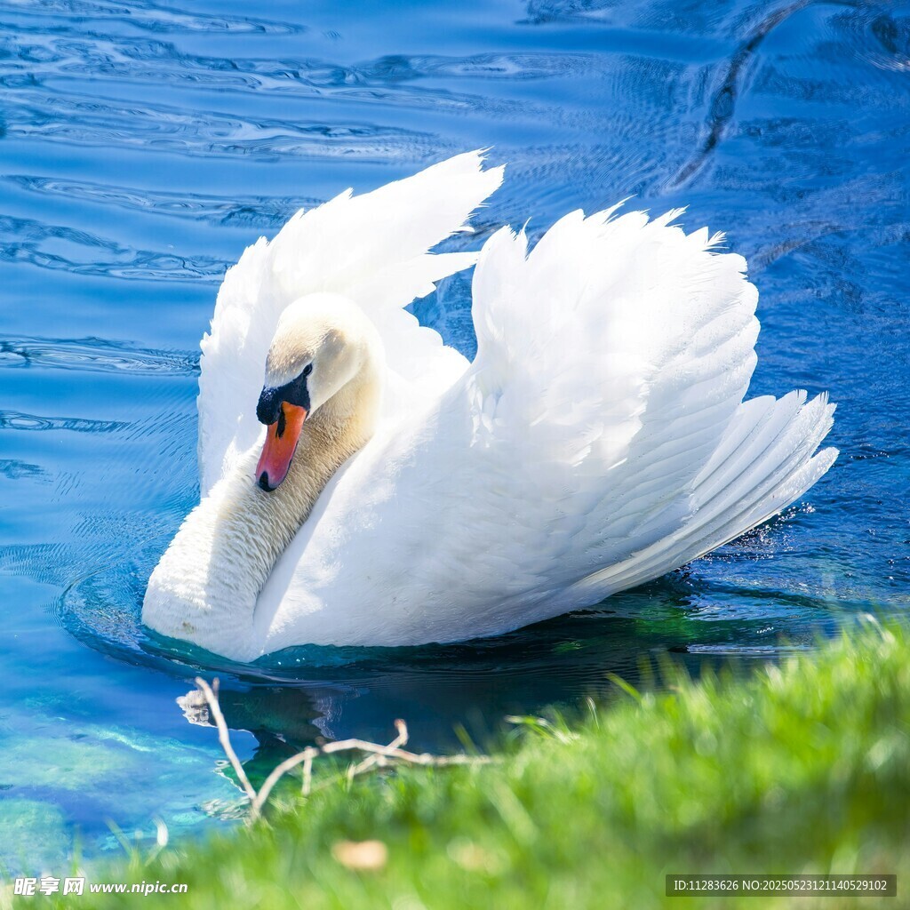 优雅天鹅水中展美丽身姿