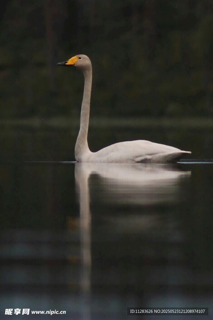 优雅天鹅于湖面悠然游弋
