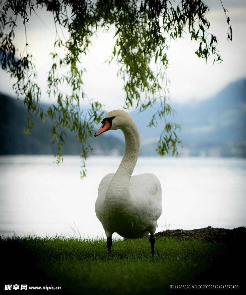 湖畔天鹅立 垂柳映美景