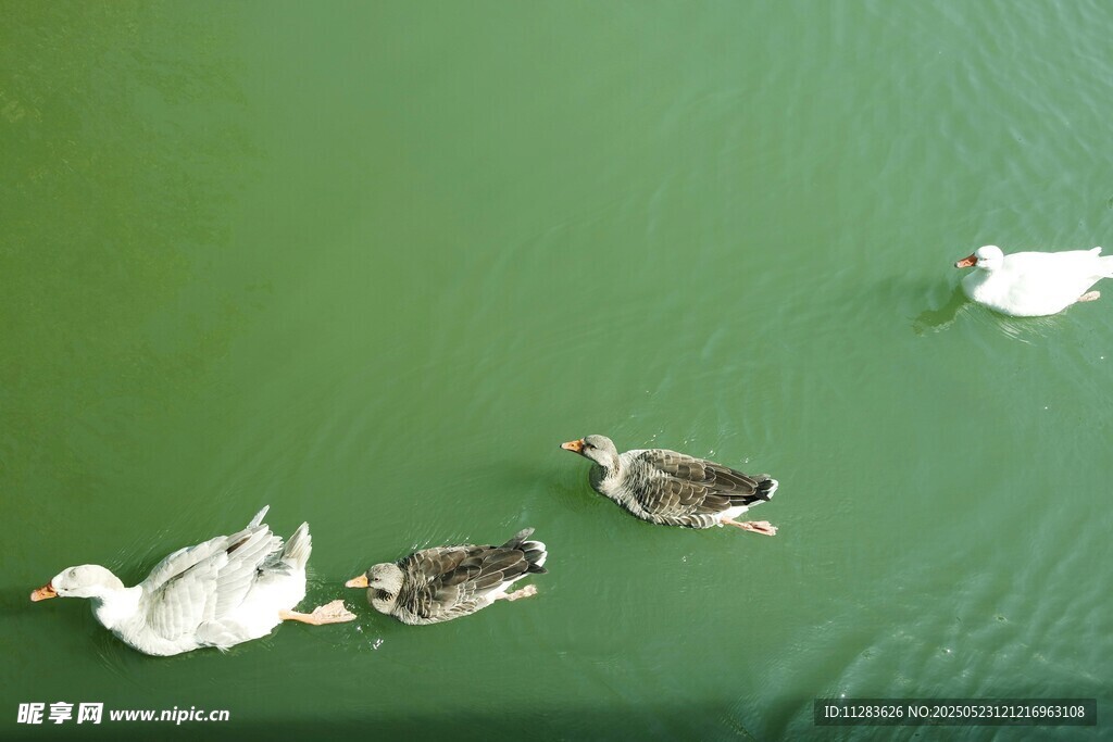 绿水上悠游的几只鸭子