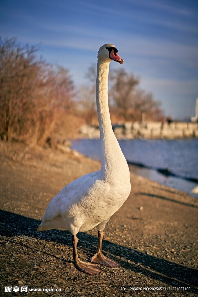 岸边单只天鹅优雅伫立