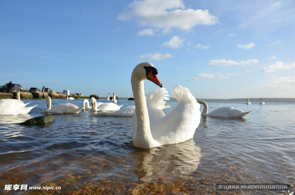 湖畔优雅天鹅水中展风姿