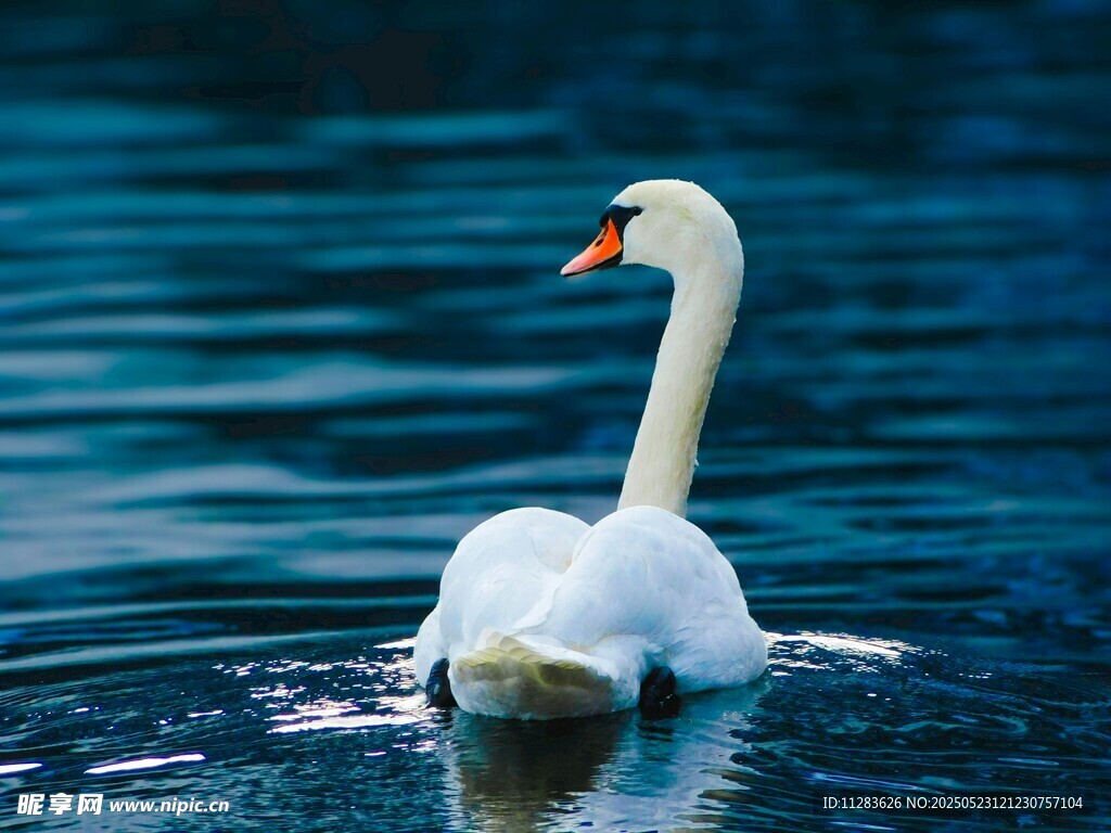 优雅天鹅于碧波中畅游