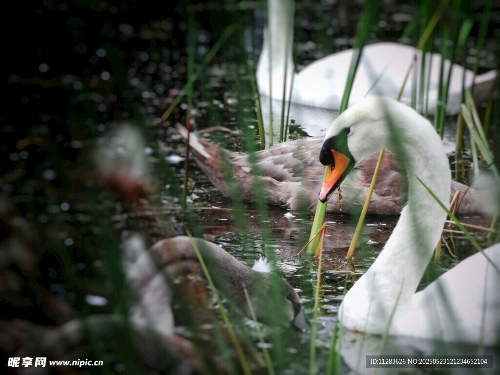 芦苇丛中天鹅与幼崽