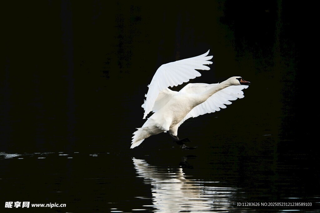白鹭展翅于水面瞬间